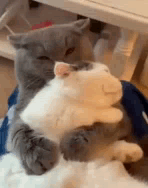 A cat giving another cat a cuddle